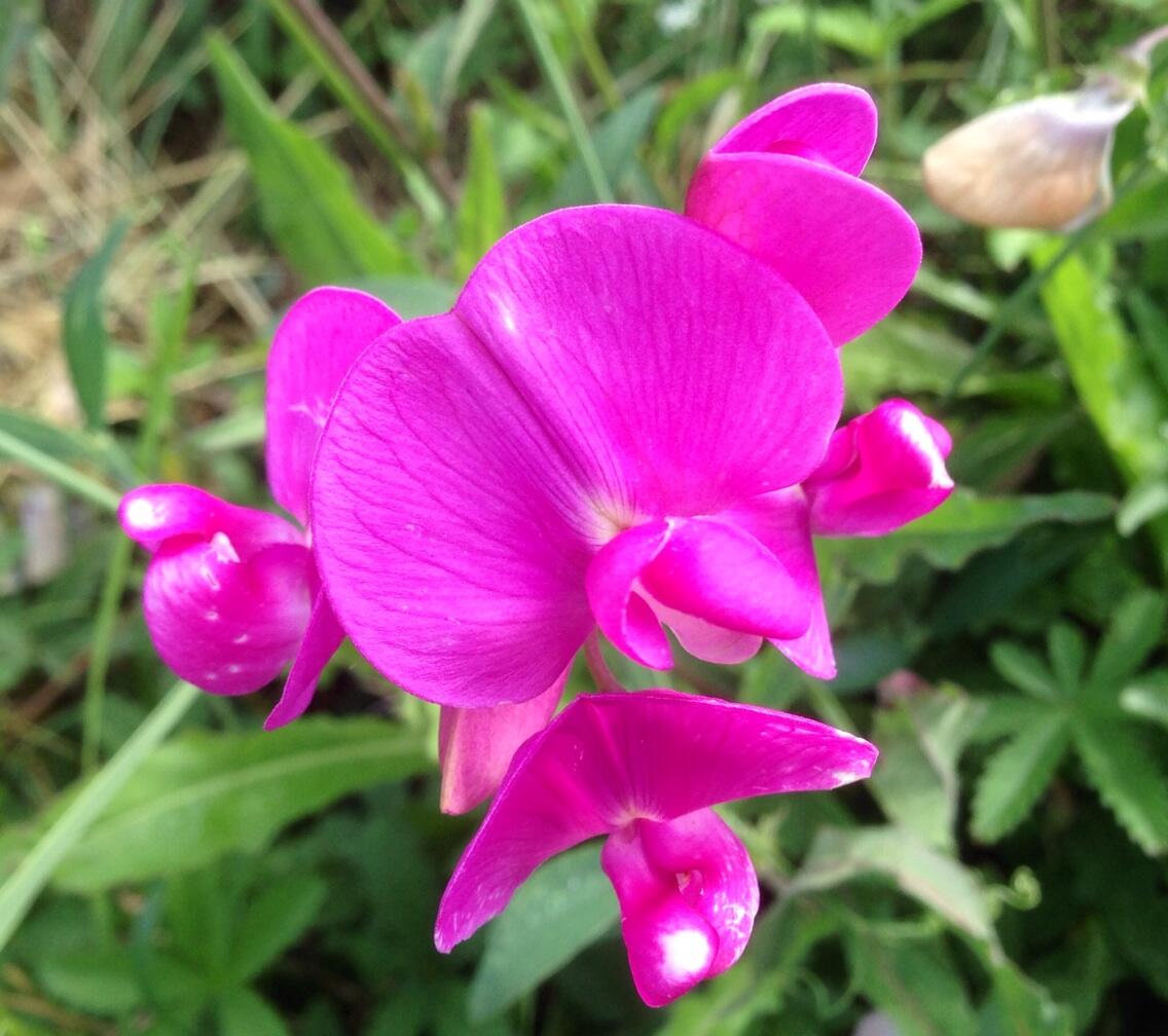 Permalien de l'image intégrée