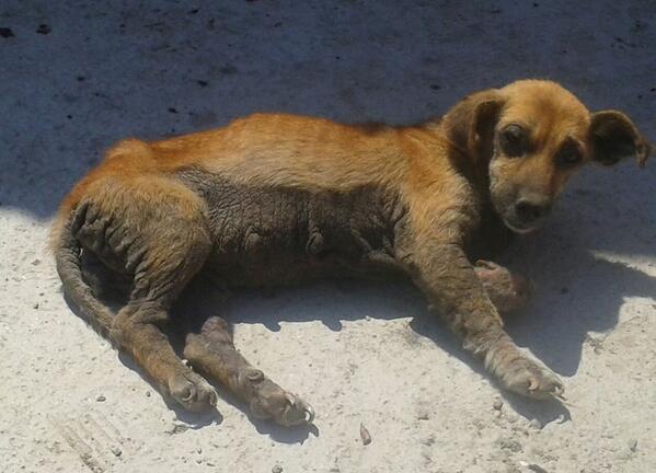 “<a href="/denizvegan/">Deniz</a>: biliyorum kimse begenmez ama yinede icim dayanmadi belki bir mucize yuva facebook.com/nurayboyalares… " ”