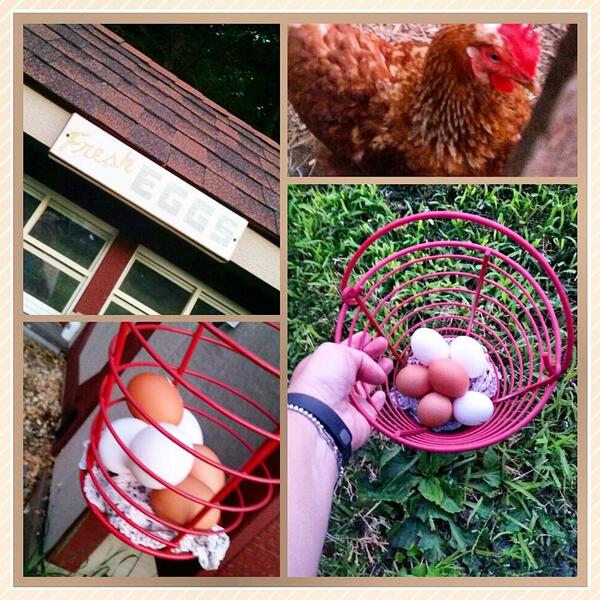 DarthaWascher's tweet image. Fresh eggs for breakfast....doesn't get any fresher than this! #love #familybackyard #countrylife #chickens #eggs