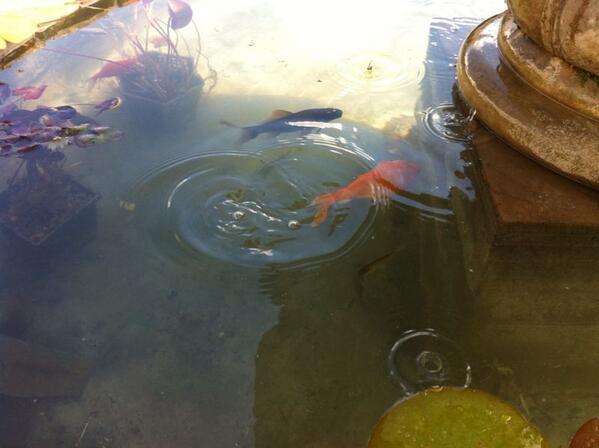Thatchesdevon's tweet image. Our fish have a nice clean pond to swim in.  Liz, thanks for getting me up at 7.00am on a Sunday morning to clean.
