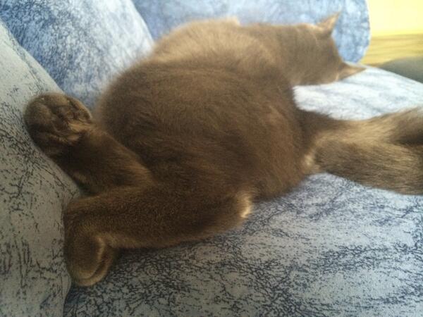 Valdiacho's tweet image. "Pēdas pēdas pēdiiņas" - Raimonds Pauls