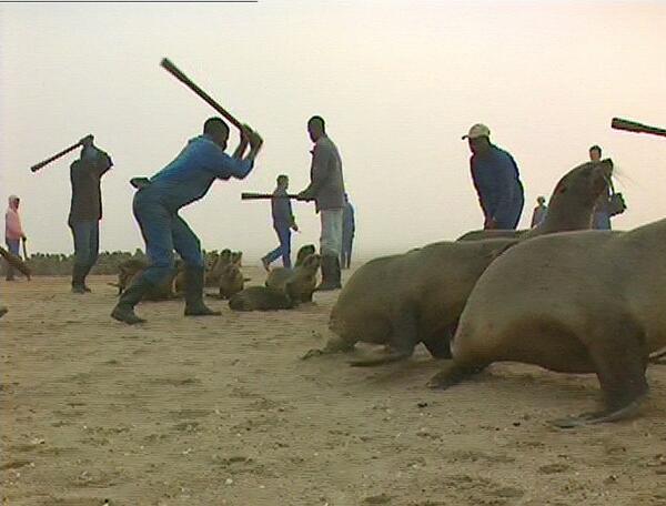 Animals1st tweet media