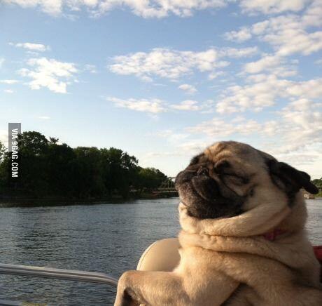 what_the_pug's tweet photo. Pug summer - http://t.co/EcQftOmgud #CutePug #FunnyPug #PugLove #PugPicture http://t.co/B0z8Vux51Z
