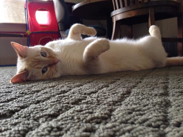 SNCKPCK tweet picture