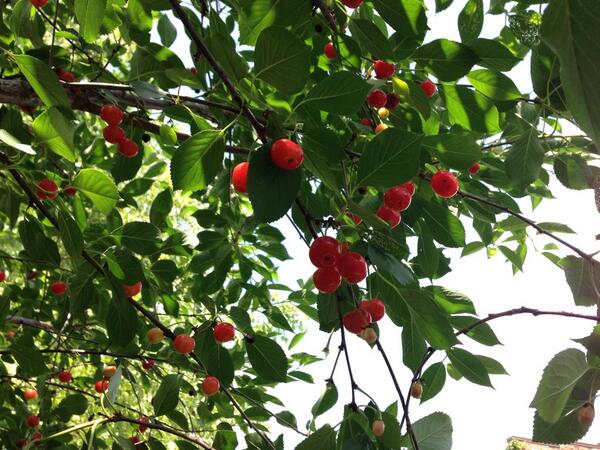 I just finished picking cherries in my backyard.