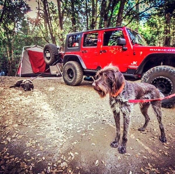 jeepindogs's tweet photo. Photo by Instagram user @jumpnjill  http://t.co/nNQdUH2sBq #jeepindogs #jeep #jeeplife #itsajeepthing http://t.co/UFmi5llOX3