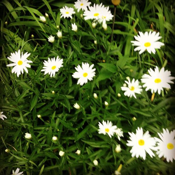 JReblin's tweet photo. My favorite flowers are blooming! http://t.co/wjAUGUoqBZ