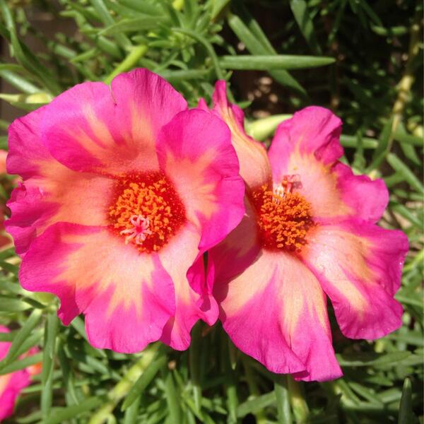 bundleofblooms's tweet photo. #nature #photography http://t.co/OdpqzRpbXN