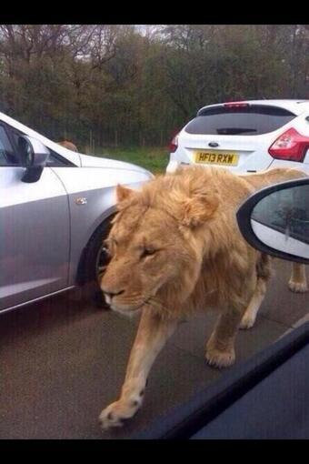 cchillzone's tweet photo. Dammit who started a game of jumanji http://t.co/plOlpknaXT