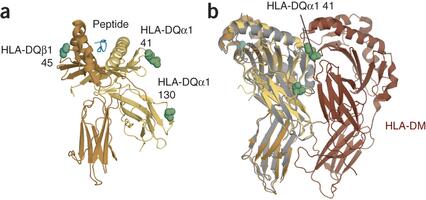 Piwdb's tweet image. HLA association and fine-mapping for idiopathic achalasia in this week's #NatGen nature.com/ng/journal/vao…