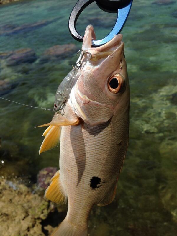 宮城 梓 Ar Twitter 沖縄 ルアーで釣れる魚 9 和名 クロホシフエダイ 方言名 ヤマトビー 体についてる黒い点が特徴的な馴染み深いターゲット 大型魚から目への攻撃を守る為に黒点がついてるらしいですよ リツイートしてちょ Http T Co Gmz19co6rr