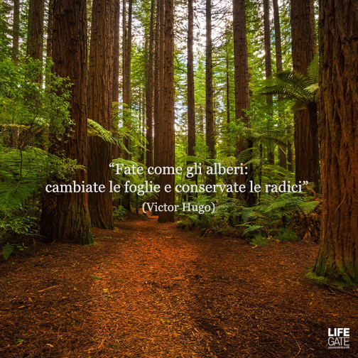 lifegate's tweet photo. "Fate come gli alberi, cambiate le foglie e conservate le radici" (Victor Hugo) #citazionedelgiorno http://t.co/fpOKo7g8AY