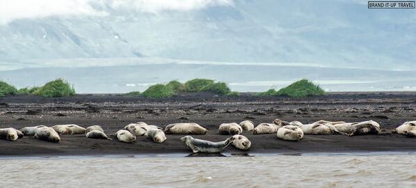 Globetellers's tweet photo. chilllin seals on the beach #òsar #Hvammstangi #iceland #travel #nature #animals #travelpic #photography http://t.co/eRVTfJRep5