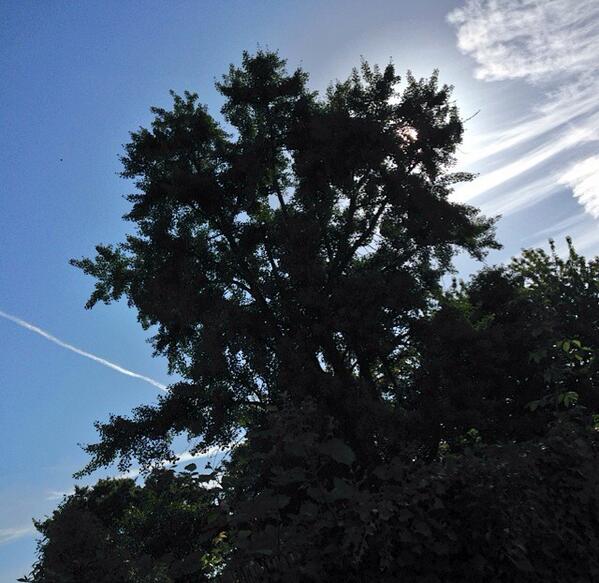 StarThings's tweet image. New #chemtrail to the left - old chemtrail to the right..