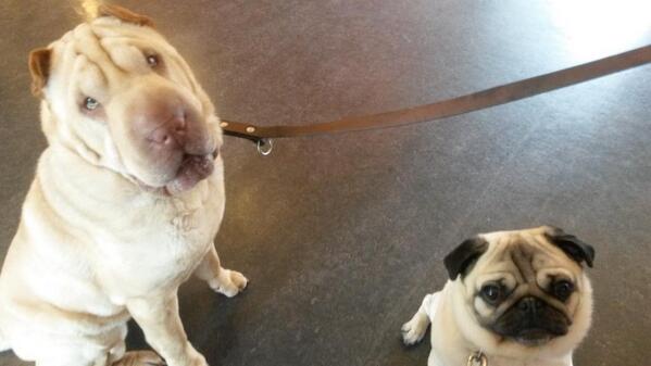 #asielhonden Babs en Bubbels zitten klaar voor het #aaiproject. #mauritzhof #bussum
