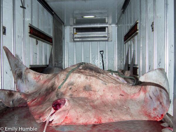 saveourseas tweet picture