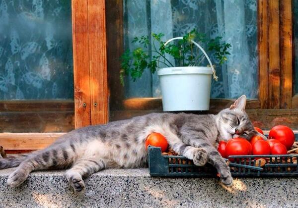 Elverojaguar's tweet photo. https://t.co/H5ZYsAkqgx