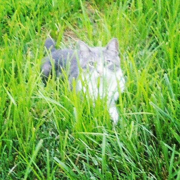 Chynadoll7645's tweet image. Caught this little killer stalking his prey this morning! #predatormode #iseeyou