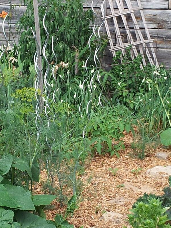 GarrisonGarden's tweet photo. #garrisoncommunitygarden lives and breathes its wee visitors http://t.co/q1qORceres