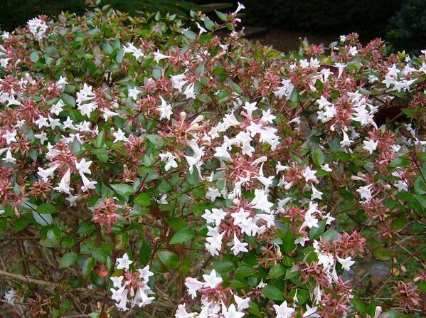 花 本日の花はアベリアです 見たことある方も多いと思うこの花は公園などの生け垣 に使われていますね 花言葉は強運 謙虚 可愛らしい花と謙虚に見える白い花が皆の心を引くんですかね アベリアの強運で織姫と彦星が会えますように Http T Co