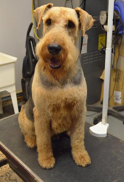 AltamontKennels's tweet image. All #spruced up! Call us at (518) 861-8391 to reserve your #pet #grooming appointment @ #altamontkennels
