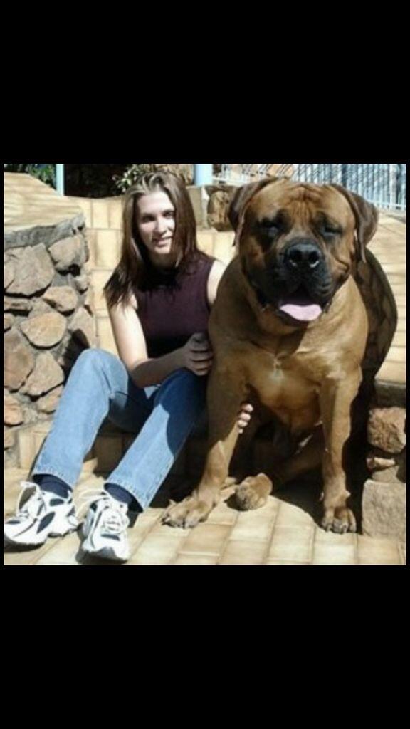 VKontakte-da Dogiston porno