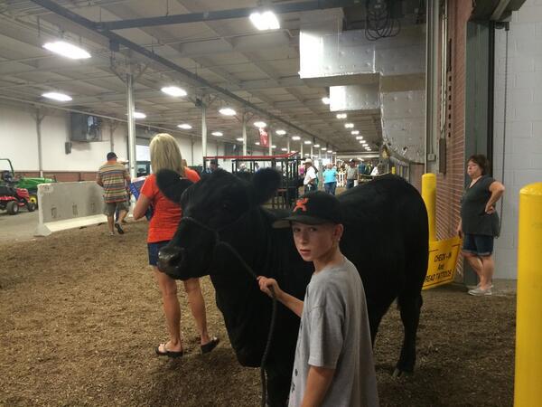 AngusAssoc's tweet image. And we're off! Cattle check-in at the #NJAS14