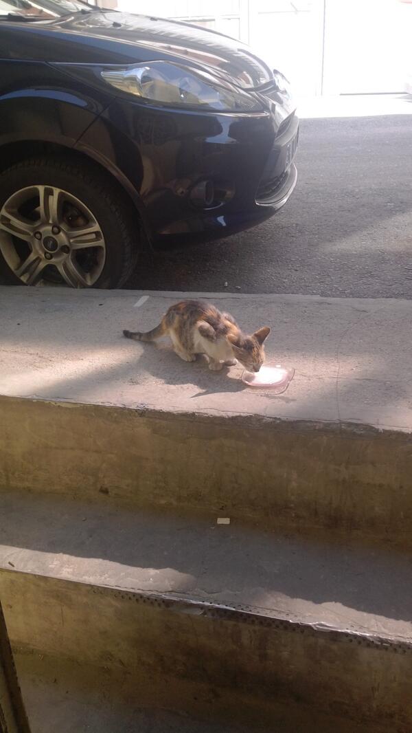 Kapimizin onune bi kap su ve yiyecek koyalim sokak hauvanlari icin