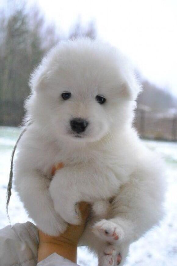 BabyAnmlPosts's tweet image. Dog or polar bear!?