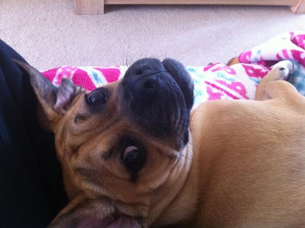 puggleruby's tweet photo. My first tweet! A cute picture.....don't be fooled by my looks http://t.co/GIgDH5ffrX
