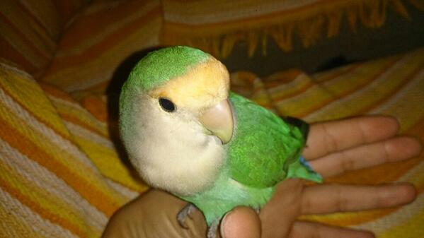 IreneMalaguista's tweet photo. Se ha escado un inseparable por la Zona de la Rabitilla.. Si alguien lo tiene o lo ve avisarme Rt..Porfavor Gracias. http://t.co/GZqP5y7Tyx