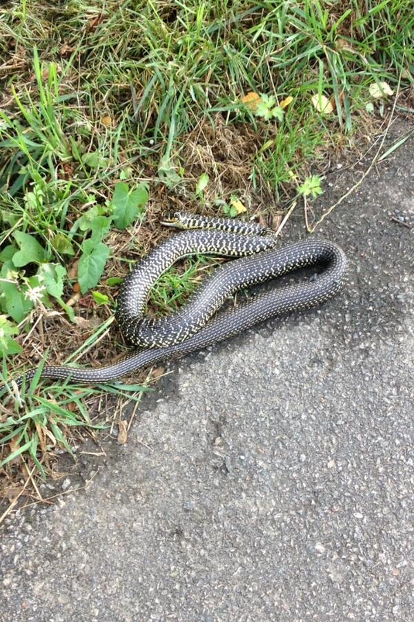 “<a href="/ianhawkesford/">Hawkey</a>: Out on my morning bike ride I met this little fella. Non-venomous but still focuses your mind!! ”😱