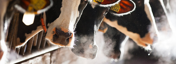Wat is voor jou de belangrijkste reden om de producten bij Landgoed Kaamps te halen?