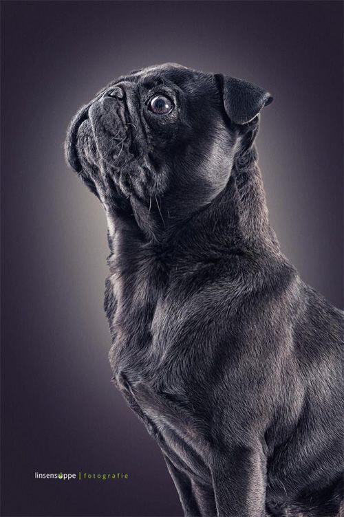 what_the_pug's tweet photo. - http://t.co/RvzGMkxBh3 #CutePug #CutePugPictures #CutePugs #PerfectPug #PugLove #PugPicture #Whatthepug http://t.co/v6b7kmf3mf