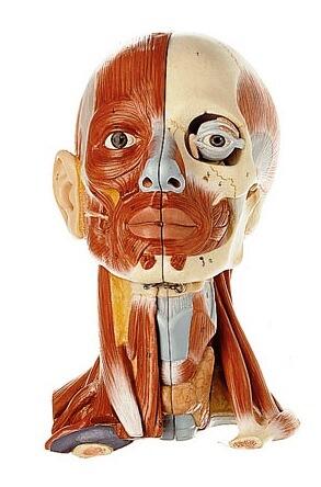 GTsimulators's tweet image. Human Head Model with Muscles  #HeadModel #HeadModelWithMuscles #Anatomy #AnatomyAndPhysiology gtsimulators.com/SOMSO-Head-Mod…
