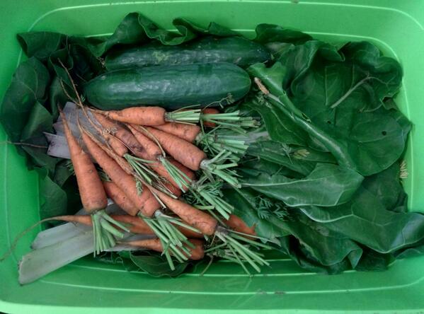 Pflückfrisches Gemüse aus dem Garten. Püriert zum Frühstück - so macht #barfen noch mehr Spass. Danke Carola!