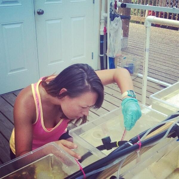 On Instagram? ccmireefresearch just posted a photo and tagged #OceanAcidification
