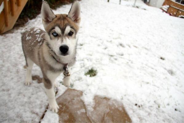 iLovePupsDaily's tweet image. Husky in the snow