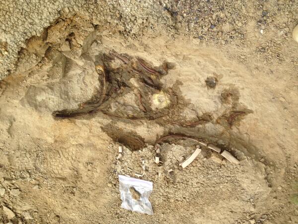 First day/hour in the field I found a pile o' Thescelosaur. Looks like it's going to be a good one. Stay tuned!