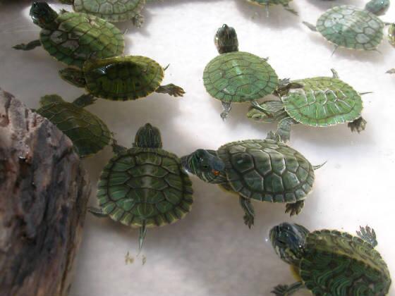 PetMD's tweet photo. Desperately Seeking Ponds for #WaterTurtles / #RedEaredSliders: http://t.co/ZZodKMkCwk @tortoiserescue #rescue http://t.co/mqR3LYgCk1