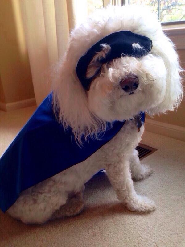 Mr_Woofy's tweet photo. @IpshaSullivan Today will be pawventurous if you surprise people with kindness. Woof! #woofoutwednesday http://t.co/DCR18Kw41G
