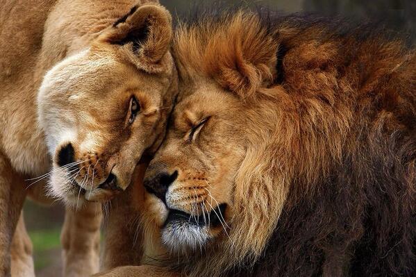antoniodelfines's tweet photo. No existe rey sin su reina...😏 http://t.co/NrM5tiSera