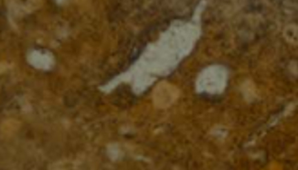 You're looking at the oldest human poop ever discovered. bit.ly/1mfJROa 50K years old, to be precise.