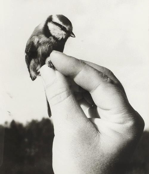 Птицы плёночная фотография. Птица в руке стоит двух зарослях. Птица на руке зимой. Птица в руке стоит двух зарослях. Птица в руке стоит двух зарослях.