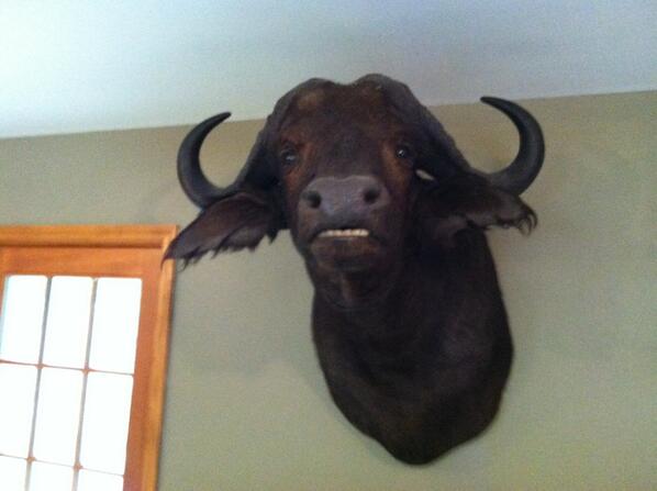 ShozanJHaubner's tweet photo. Live tweeting from my visit home for brother's wedding. And the first thing I see when I walk thru the door is... http://t.co/OW8SZ8k7FA