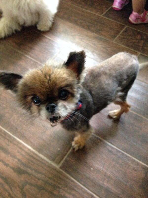 Thanks for helping Oliver <a href="/DrDVMD/">Newtown Square Veterinary Hospital</a>!!