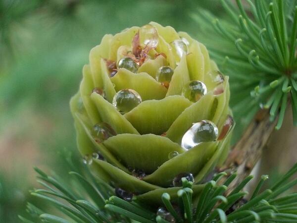 Шишки лиственницы #ff_ru