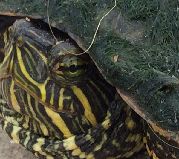 Turtles can move! He was in my drive and the next thing I know he's across the street with the gold medal.
