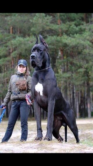 AaronCGShore's tweet photo. Wow some 1 tell me what kind of dog this is and where to get it??? Absolute amazing 😱 http://t.co/fadK3rXA3g