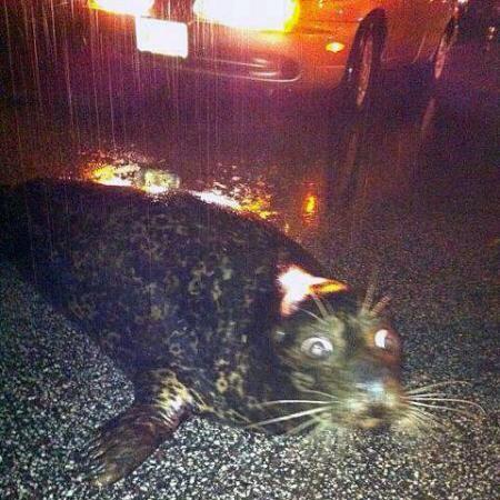 NormalCSSguy's tweet image. Remember when this guy escaped from the Duluth Zoo?! Too funny!